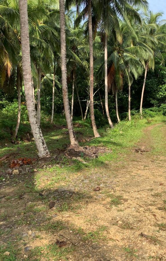 Queendom Farm And * Oracabessa