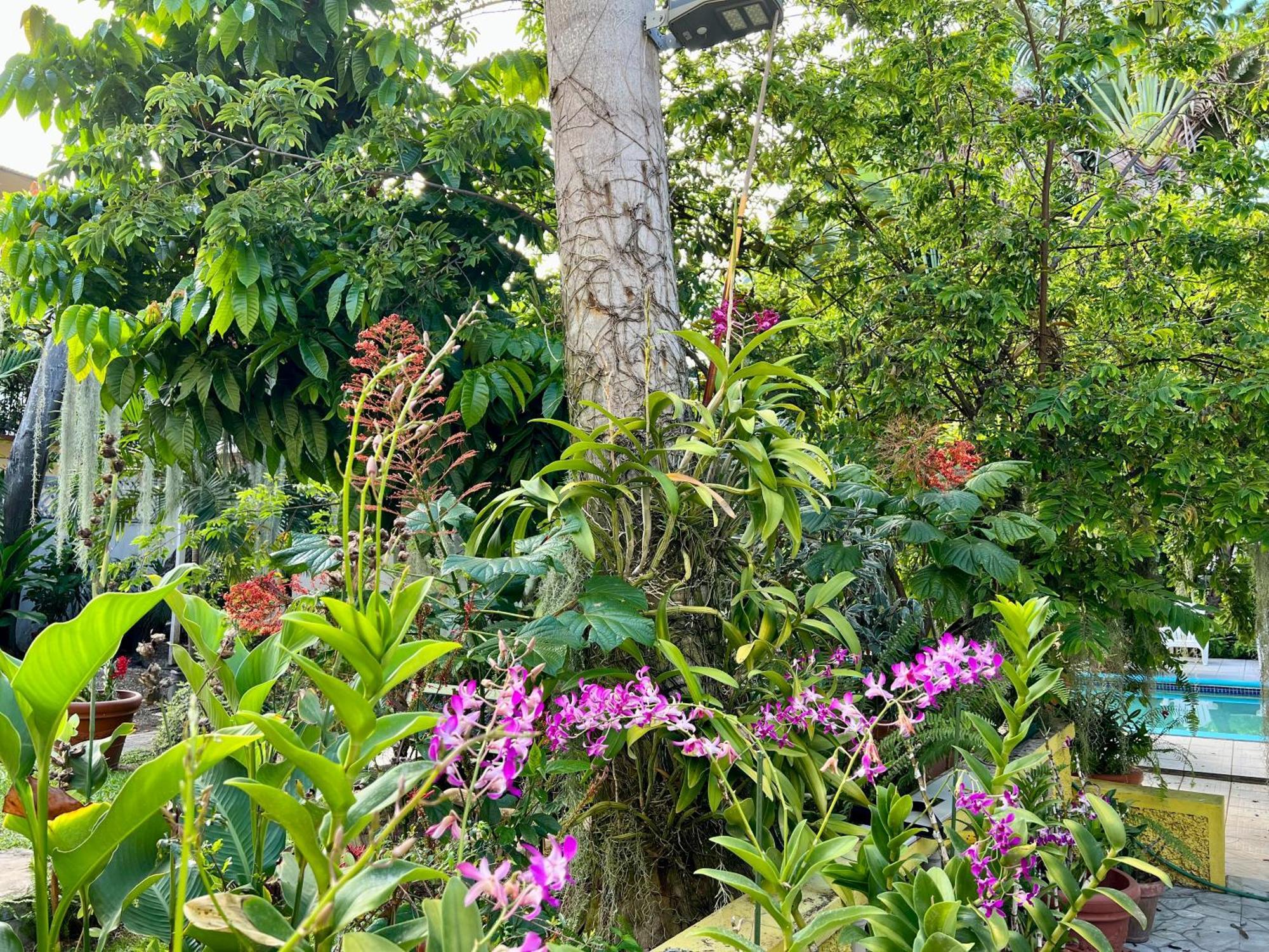 Orchid Guest house