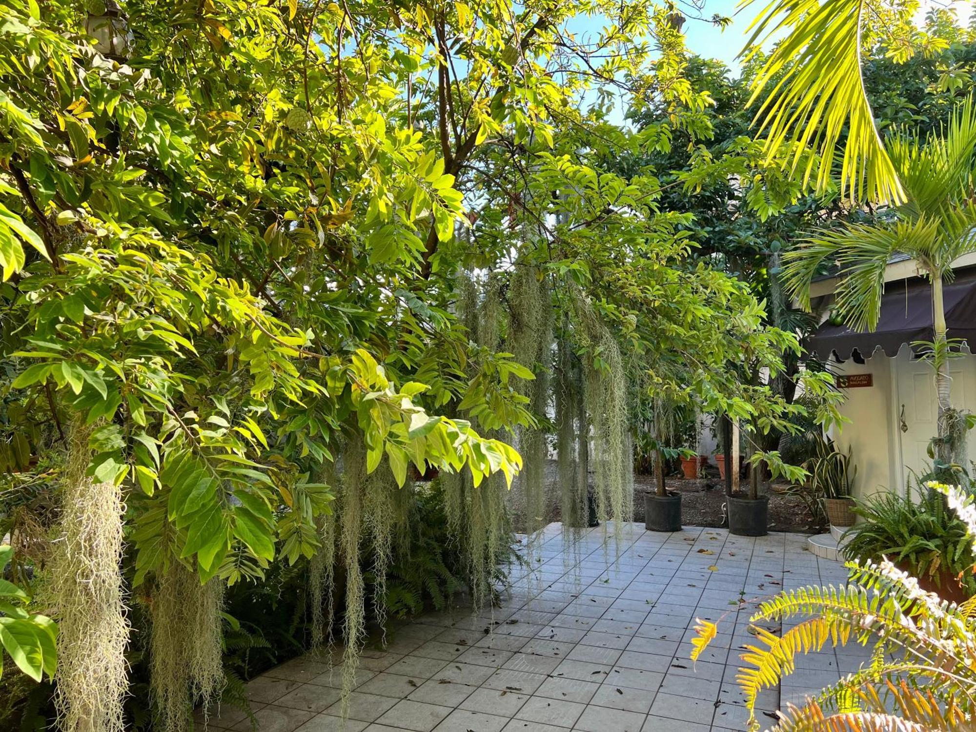 Orchid Guest house Kingston
