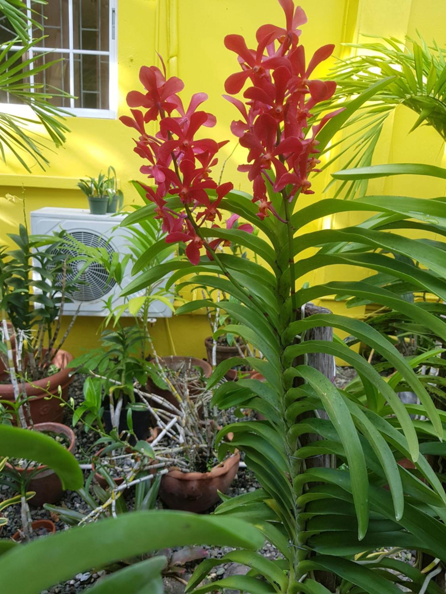 Orchid Guest house Kingston