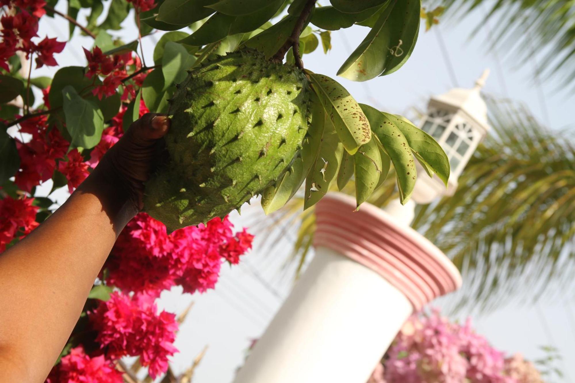 Sweetsop Jamaica And Tours *