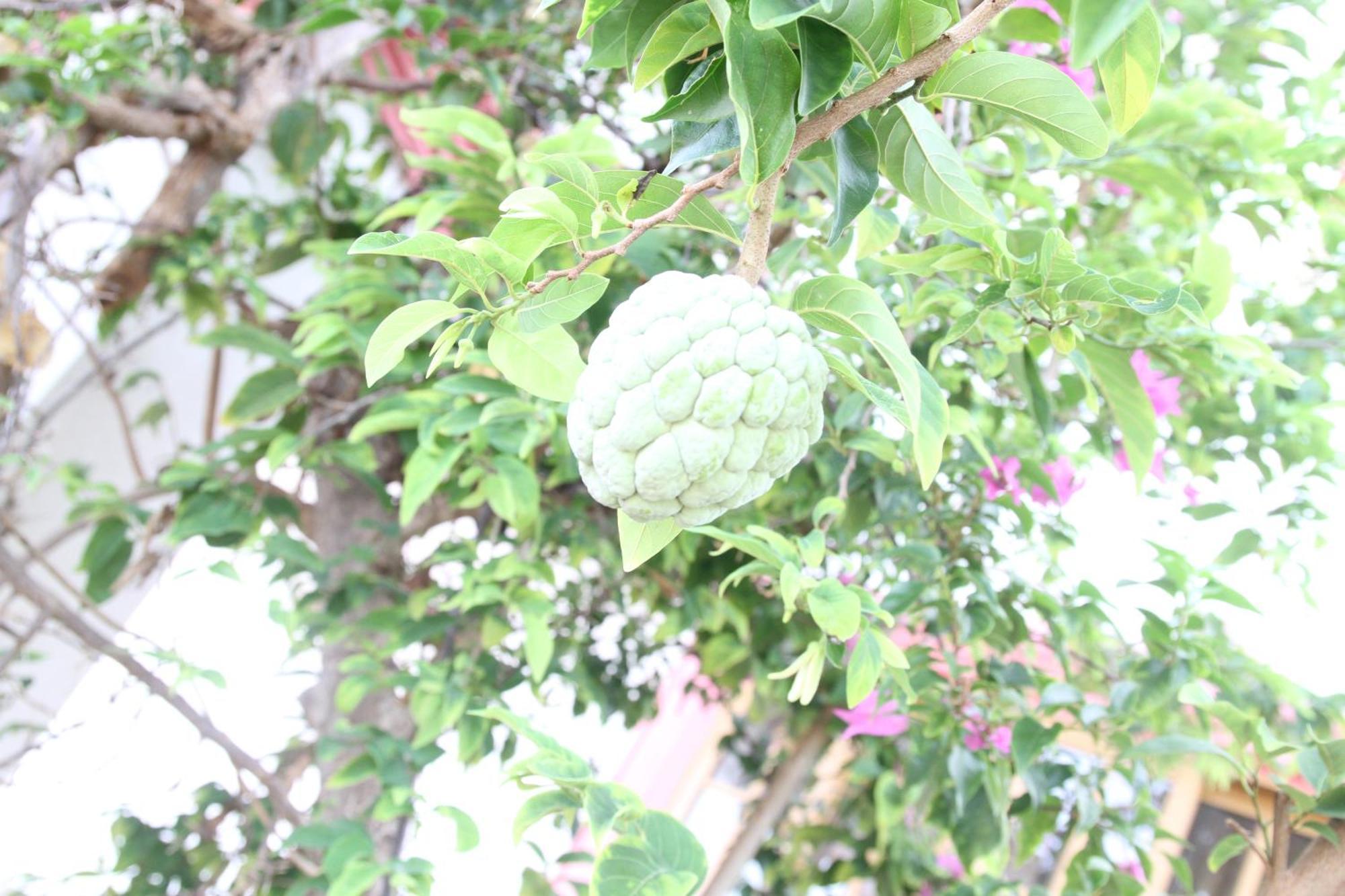 Sweetsop Jamaica And Tours *