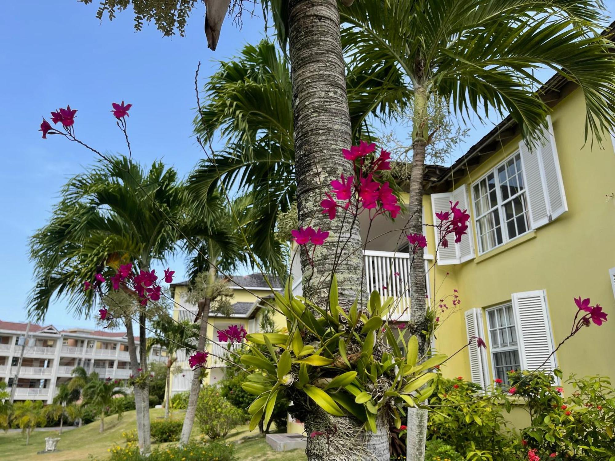 Jamaica Time Driftwood At Sea Palms 3br 3ba In Ocho Rios With Pool And Front With Views Only 10 Mins From Ochi Intl Airport Direct Flight From Miami Saint Mary