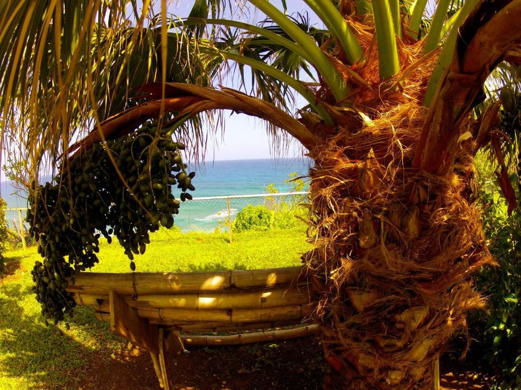 Hotel Jamaican Colors