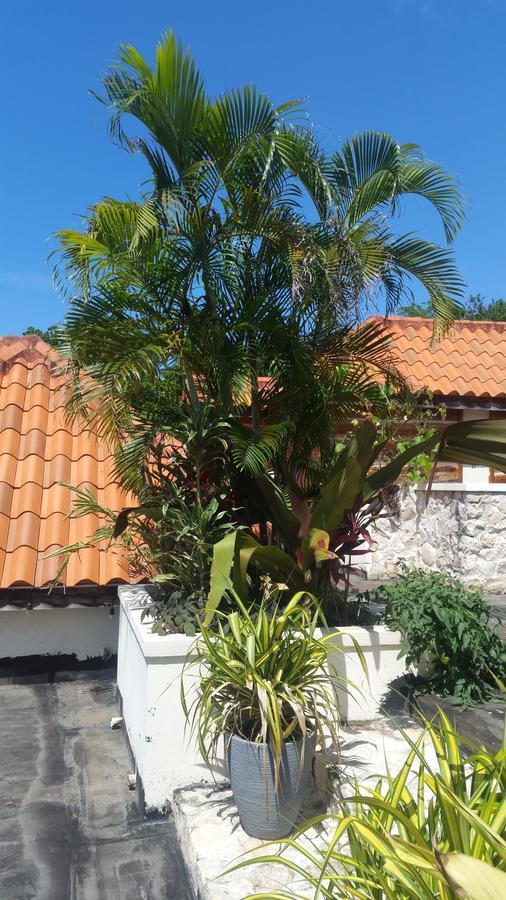 Bed & Breakfast Pen Hall Bnb Ocho Rios Runaway Bay