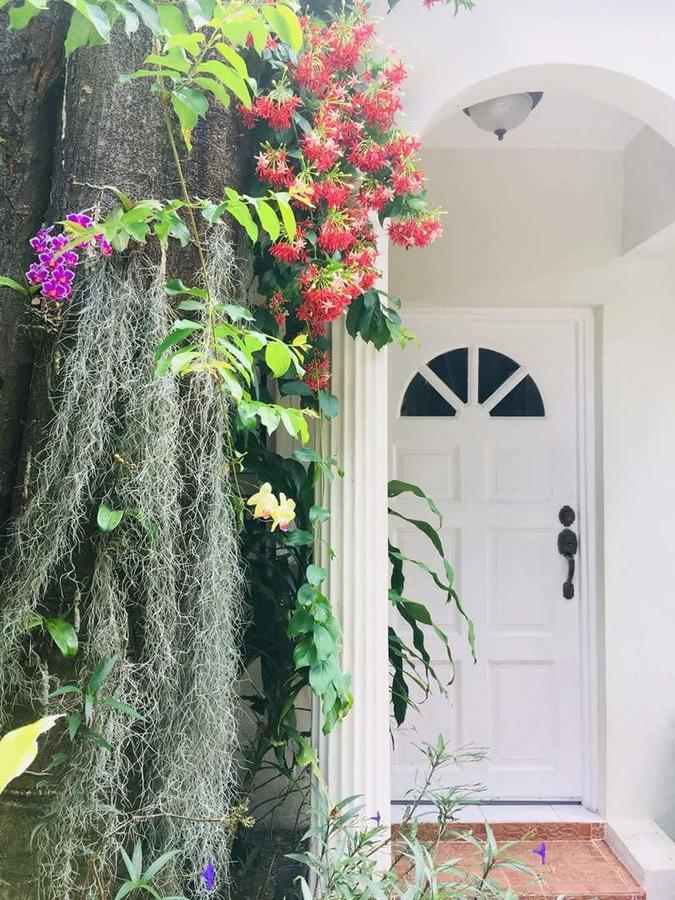 Orchid Guest house Kingston