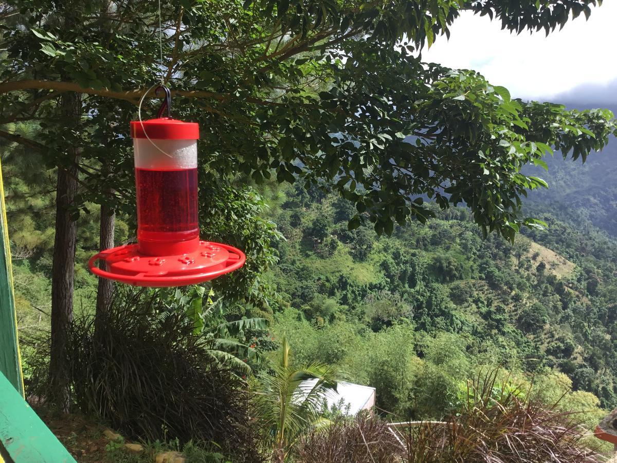 Blue Mountain Wilderness Retreat * Port Antonio