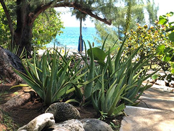 Hotel Jackies On The Reef Negril