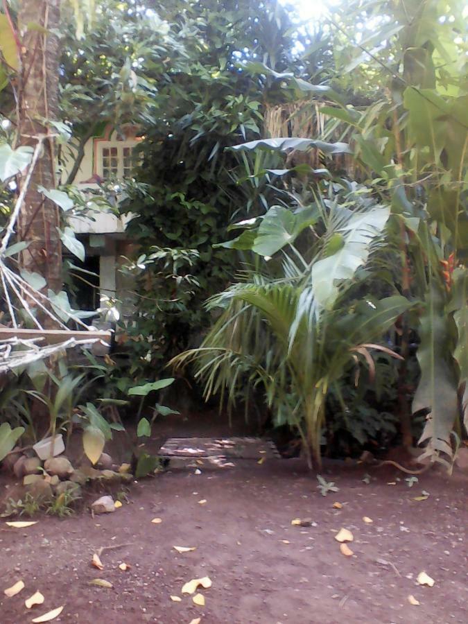 Jungle In Town Hostel