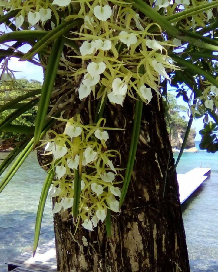 Wilks Bay Port Antonio