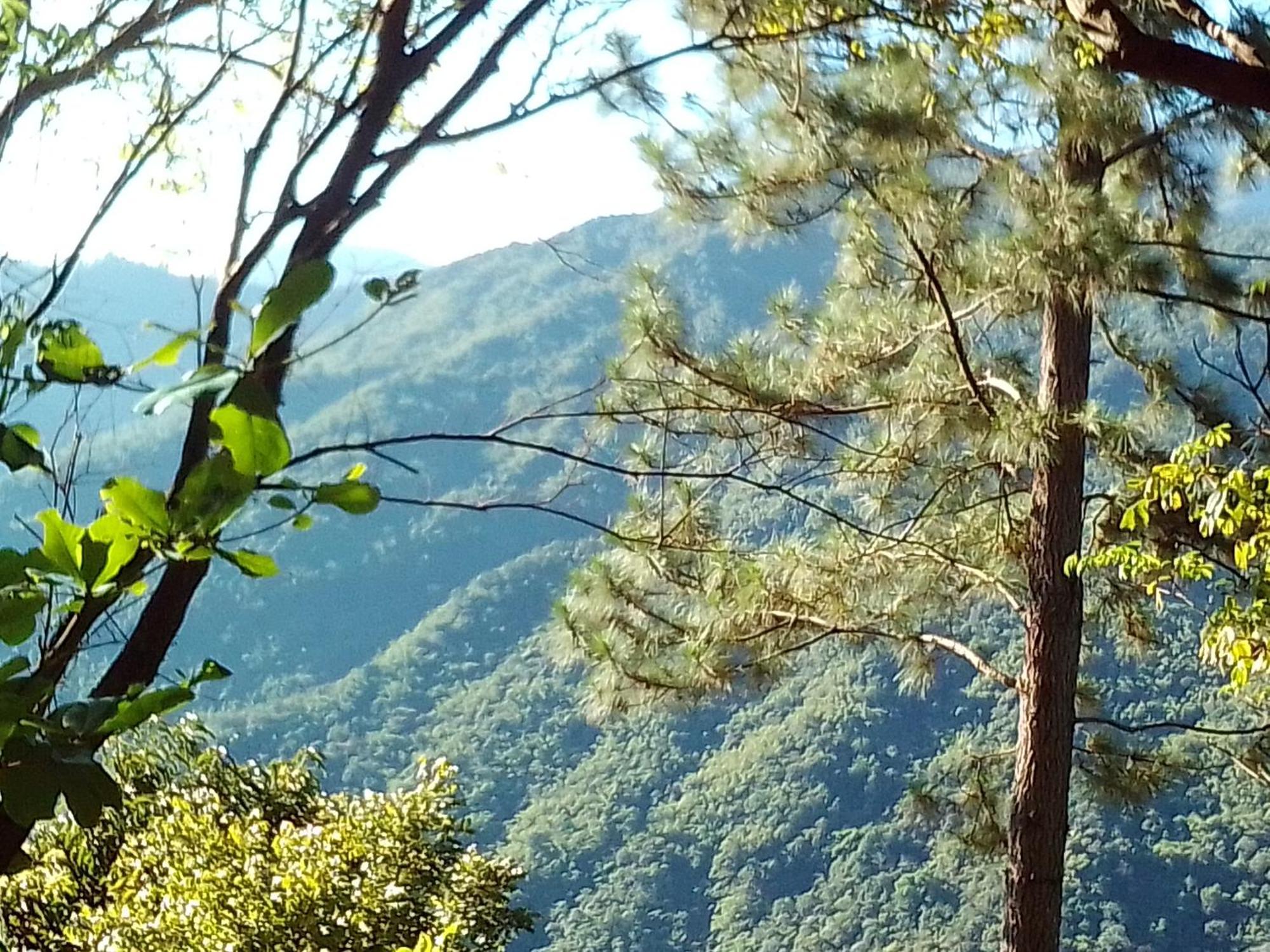 Blue Mountain Wilderness Retreat * Port Antonio