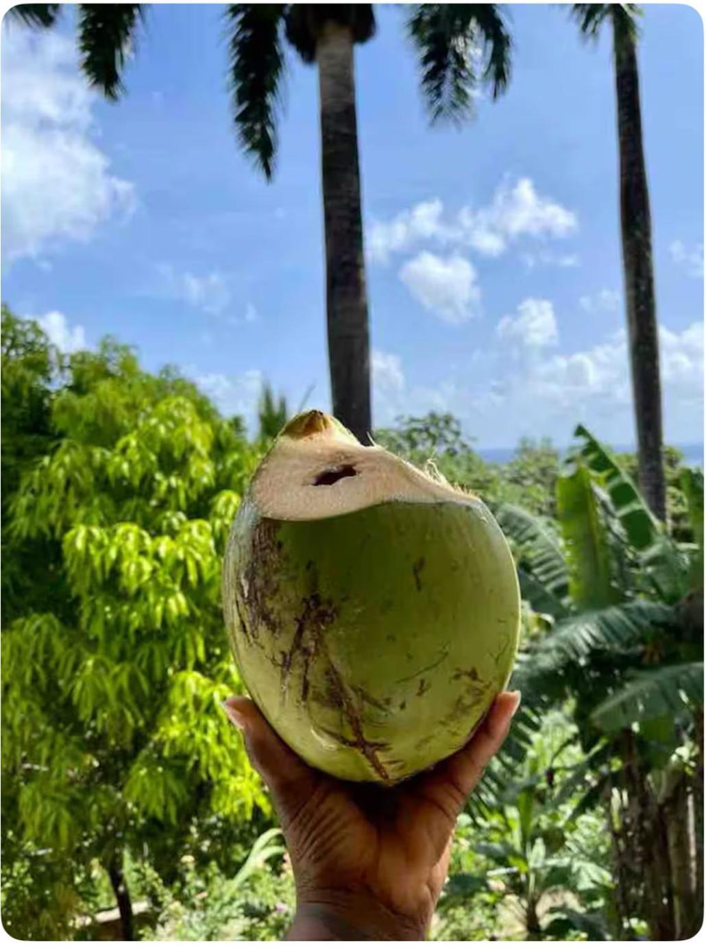 Angelaspalace * Port Antonio